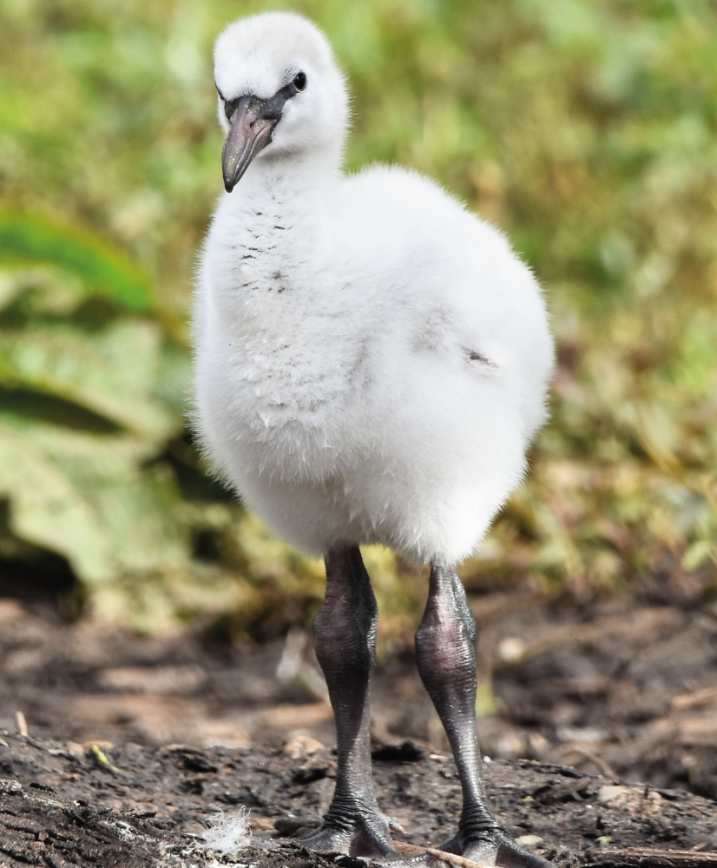 chilean-flamingo-chick-credit-Lisa-Wilkinson-Gamble-cropped.png